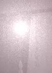 Камелия